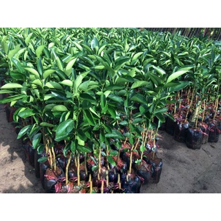 Cây giống Cam xoàn.