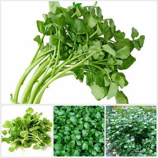 Hạt giống rau Xà Lách Xoong (Cải Xoong) 0.5 gram