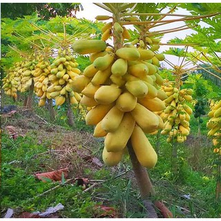 Bộ 2 gói hạt giống đu đủ da vàng - tặng 1 gói kích mầm hạt