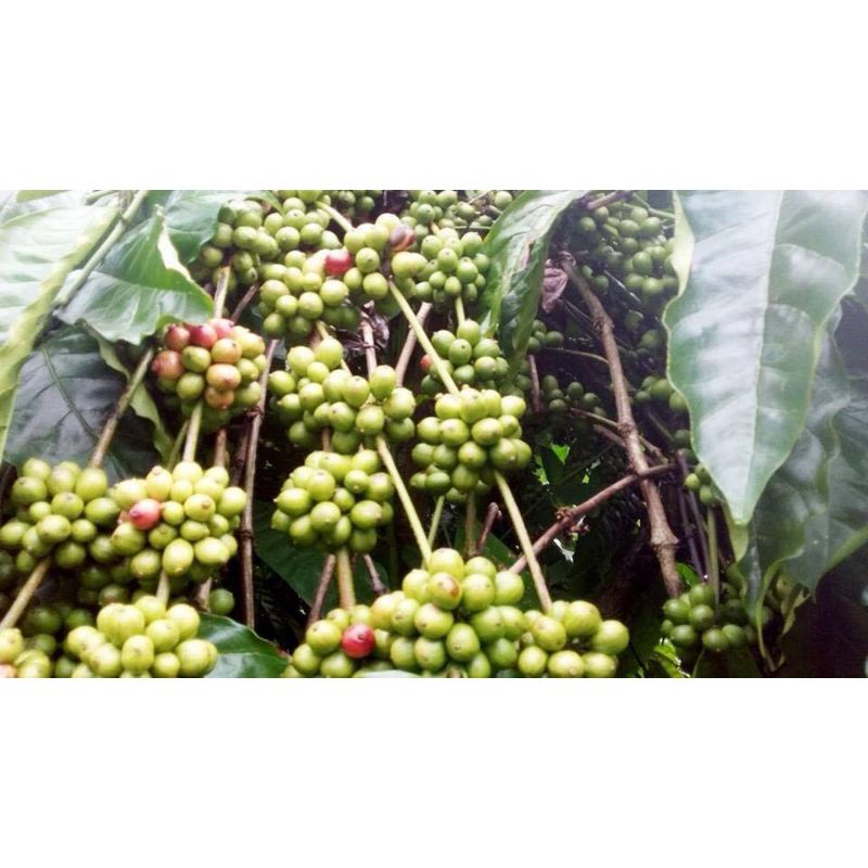 1KG HẠT GIỐNG CÀ PHÊ XANH LÙN