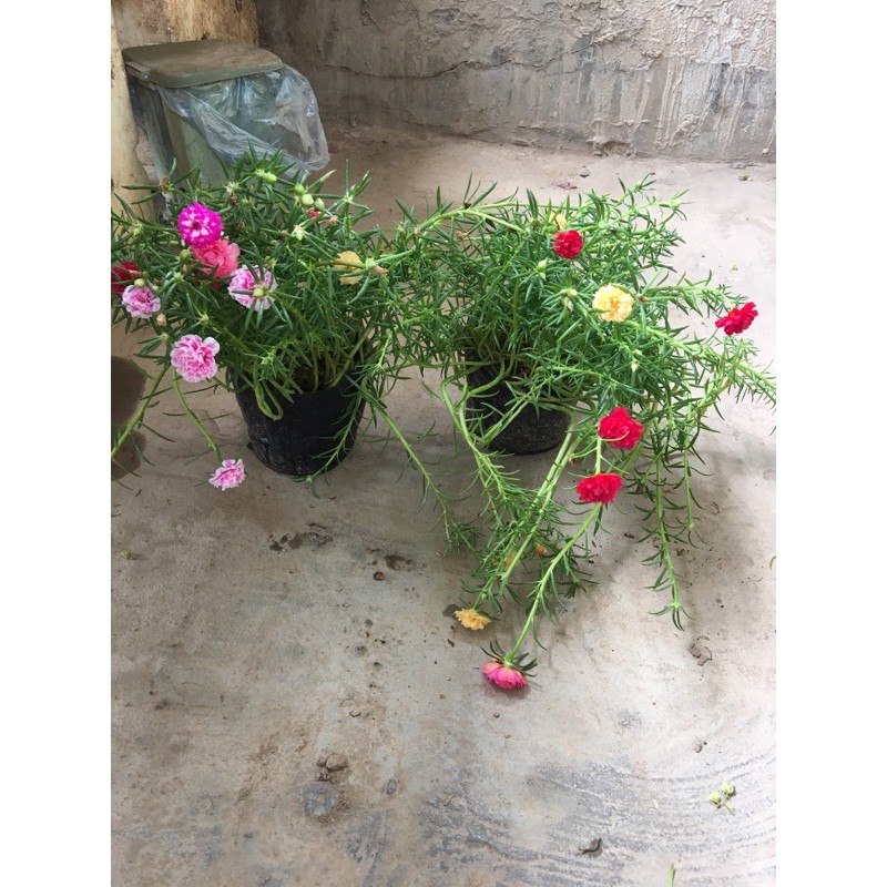 1 Bầu hoa 10h mix màu