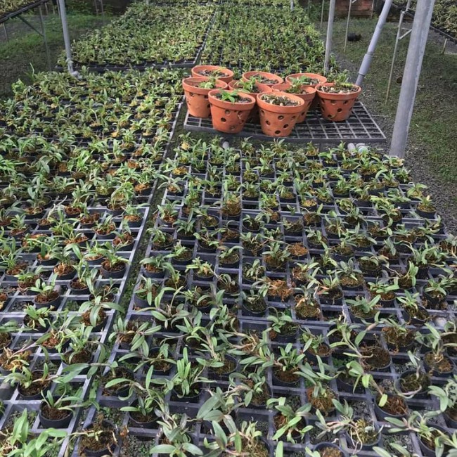 Lan giống 5 Cánh trắng Phú Thọ, hàng gieo hạt, cây con khỏe, tăng trưởng nhanh