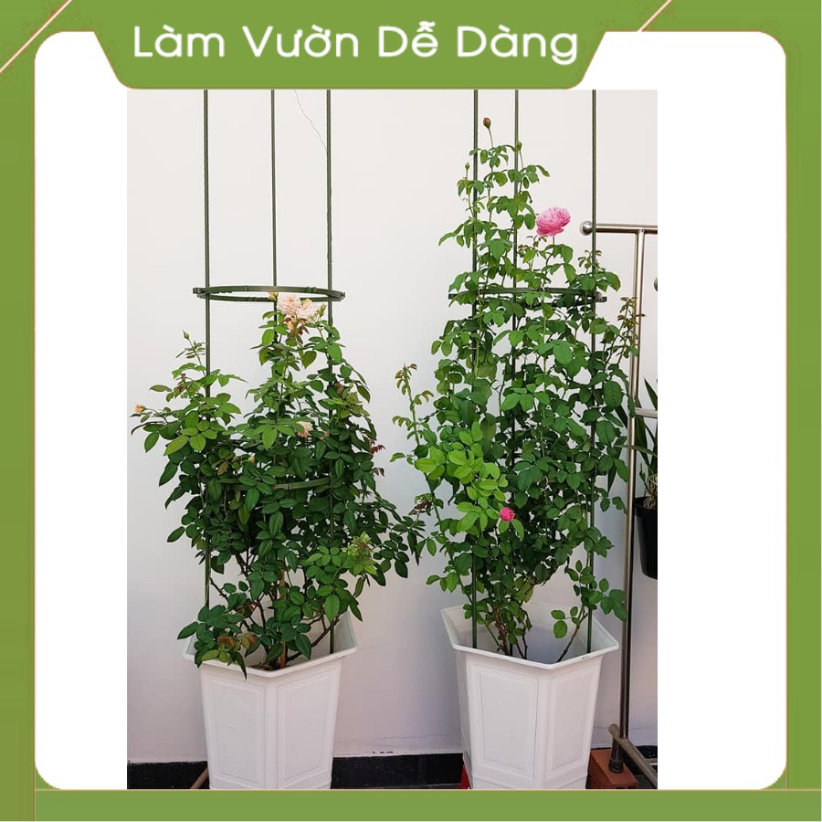 VÒNG GIỮ THÂN CÂY LEO - VÒNG LÀM KHUNG CÂY