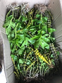 Trúc phật bà 150k 1 khóm