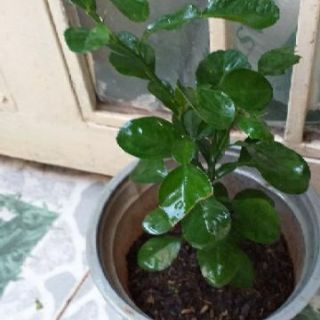 Cây chúc an giang(chanh thái)