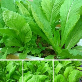 HẠT GIỐNG CẢI CANH ( LOẠI A )