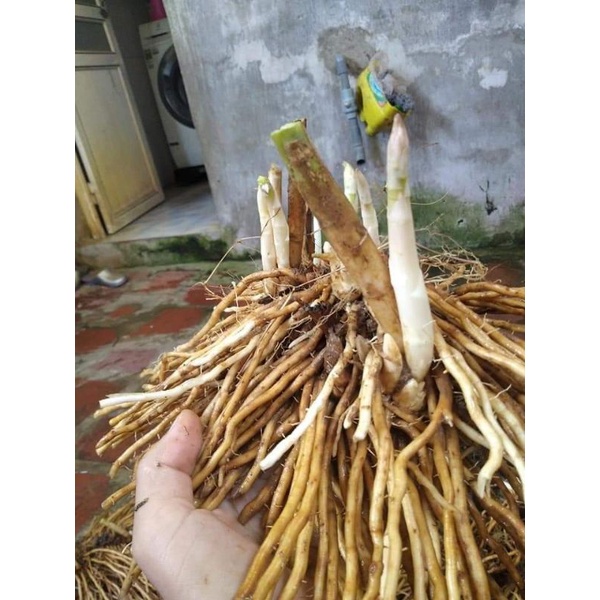 Gốc măng tây