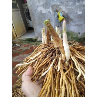 Gốc măng tây