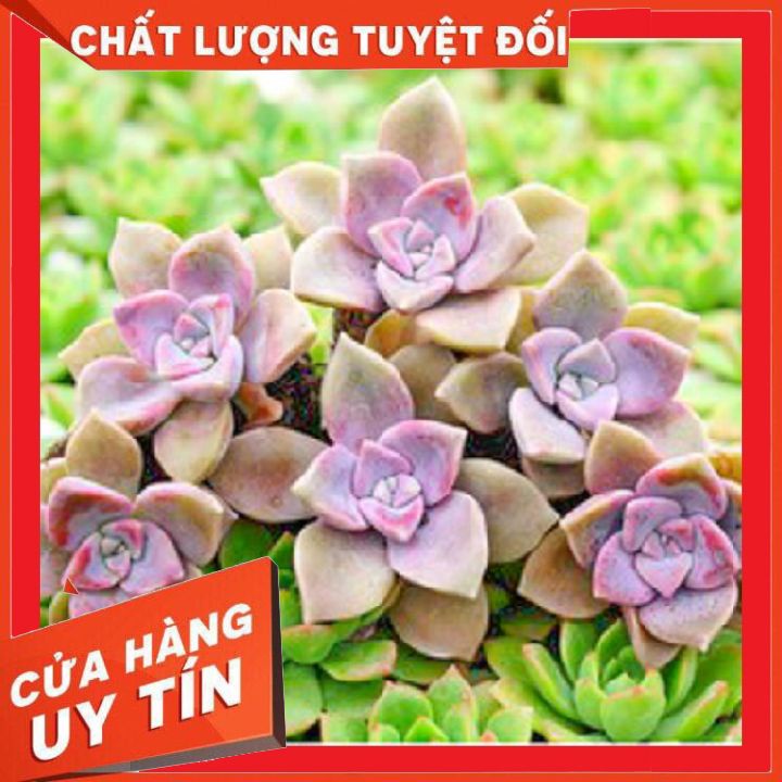 Sen đá hồng mập size vỉ mini ❌ FREE SHIP ❌  Xuất xứ Đà Lạt, đã thuần khí hậu