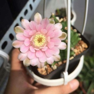 Xương rồng gấm kali (KM: 3 chậu tặng một chậu)