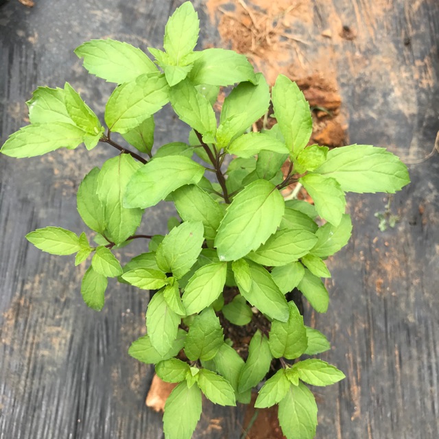 Bạc hà perpermint chậu trung