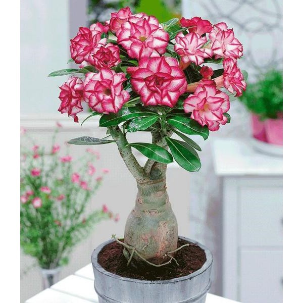 Hạt giống hoa sứ thái kép giá rẻ - Shop uy tín