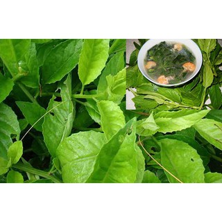 Cây Rau bầu đất (freeship)