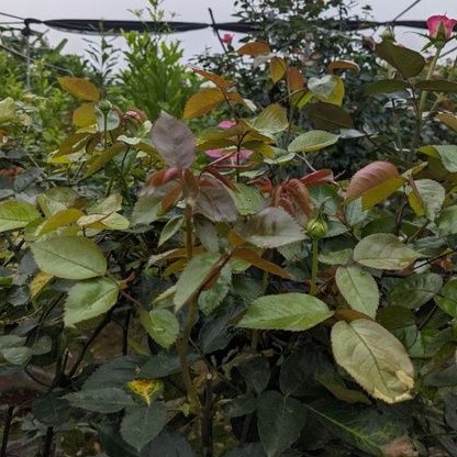 Phân bón lá Siêu tốc 20g, tươi đẹp như mơ, hiệu quả bất ngờ