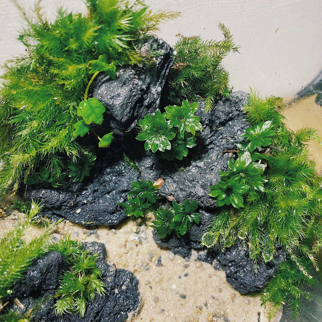 Rêu Hồng Đài/ Rosemoss - set bình terrarium, gắn lũa, đá hồ bán cạn