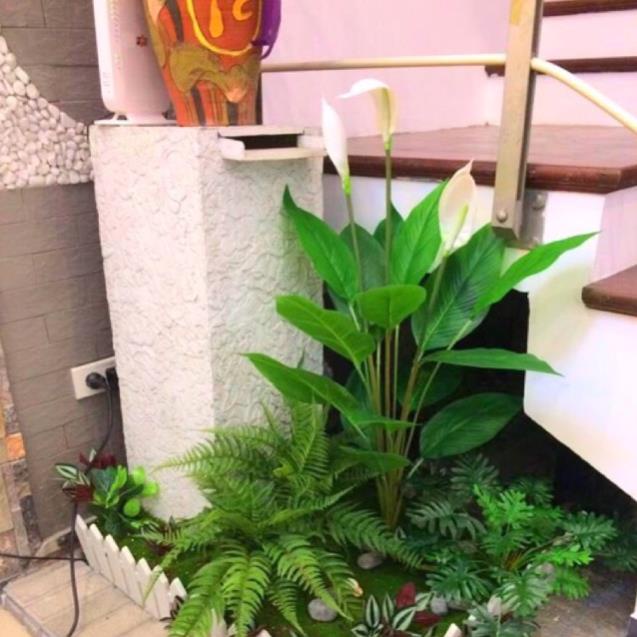 Cây Lan Ý giả cảnh cao 95cm trang trí phòng khách,văn phòng