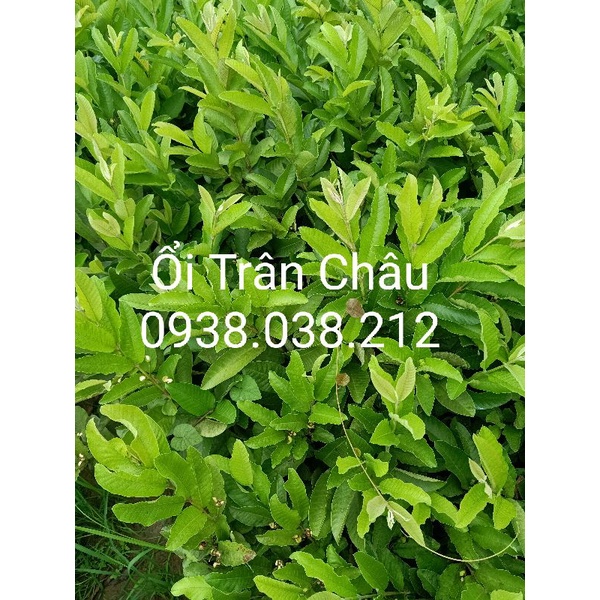 CÂY ỔI TRÂN CHÂU RUỘT ĐỎ