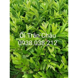 CÂY ỔI TRÂN CHÂU RUỘT ĐỎ ( ỔI LÊ RUỘT ĐỎ )
