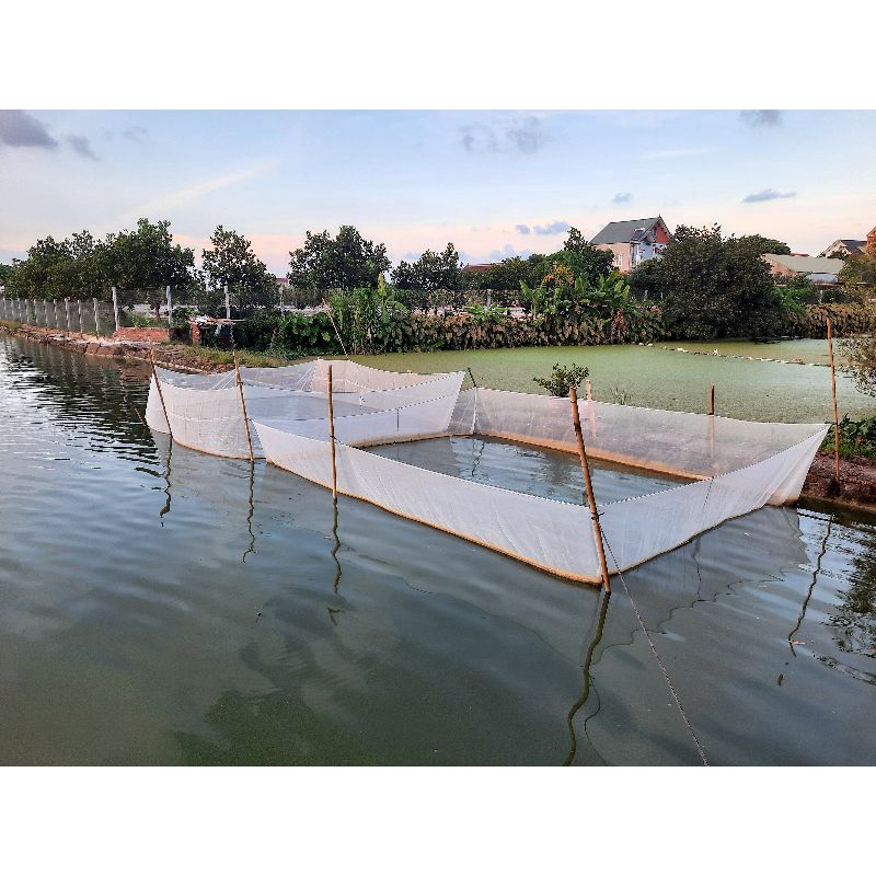 Tráng, lồng, vèo ươm cá bột