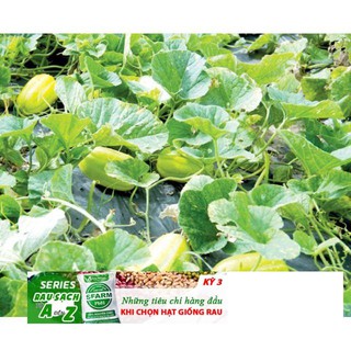 Hạt giống cây Dưa lê vàng Hàn Quốc (10 hạt)