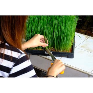 Hạt Cỏ Lúa Mì Hữu Cơ