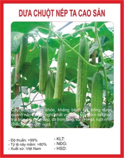 Hạt giống dưa leo chùm