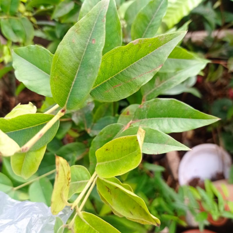 Nho thân gỗ 12 vụ - Nho đỏ
