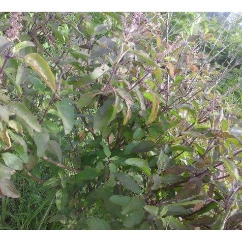 Lá tắm hương nhu đóng túi lọc