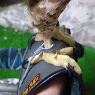 Dây chân chim săn đan thủ công