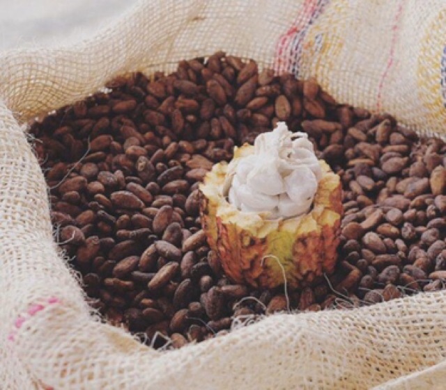 Bột Cacao Đăklak cao cấp - Loại 1