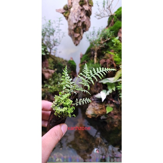 Dương xỉ, nước ưa ẩm, thả ngập rễ hồ bá cạn, hồ cá, set up bình terrarium