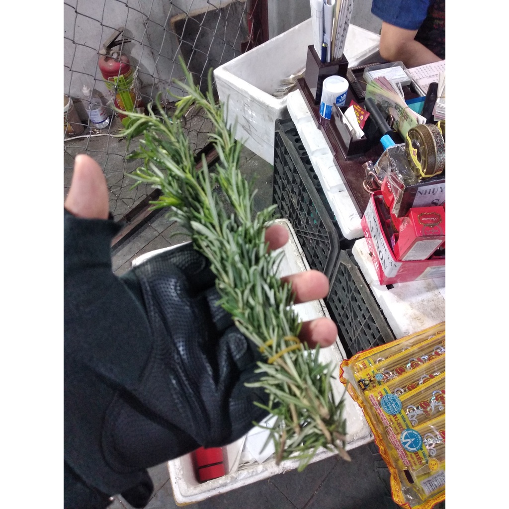 Rosemary Lá hương thảo tươi Fresh leaves để trồng cây, nấu ăn 100g