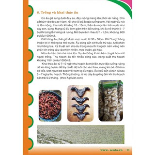 100 Cây ấu giống