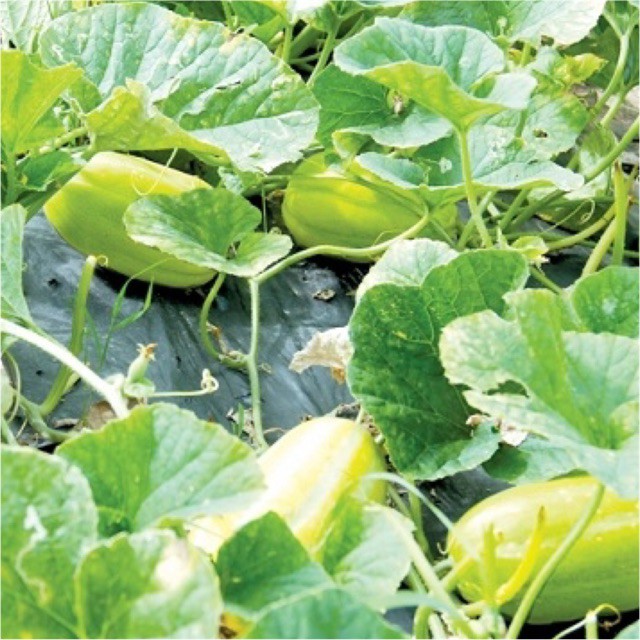 50 Hạt giống dưa gang dưa vàng thái lan f1 - Dưa trái Oval rất thơm