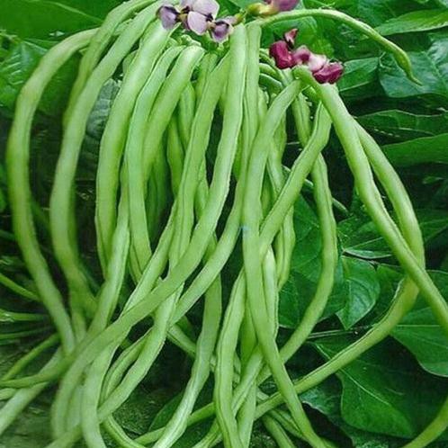 Hạt đậu đũa hạt đen đậu đũa móng chim - gói 20 gram