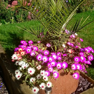 HẠT HOA CÚC CẦU VỒNG (CÚC MÊ SA) NHIỀU MÀU - GÓI 0,5 GRAM