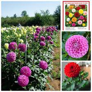1000 HẠT GIỐNG HOA THƯỢC DƯỢC TỔ ONG NHIỀU MÀU