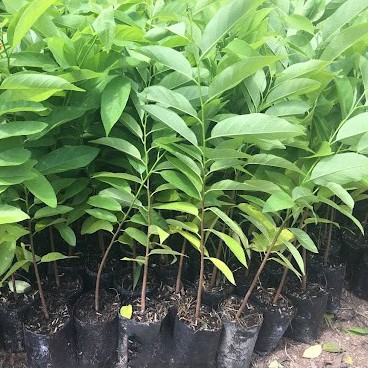 Cây Na Dai, Giống Na Dai Siêu Khỏe, Cao Từ 40-50cm