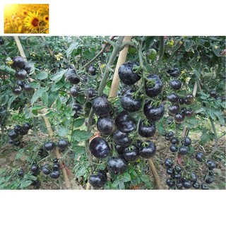 Hạt Giống Cà Chua Đen Siêu Quả (20 Hạt)