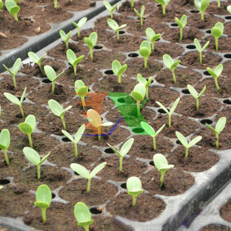 Bộ 5 Khay nhựa ươm cây, Vỉ ươm hạt giống, Khay nhựa PET ươm hạt rau hoa