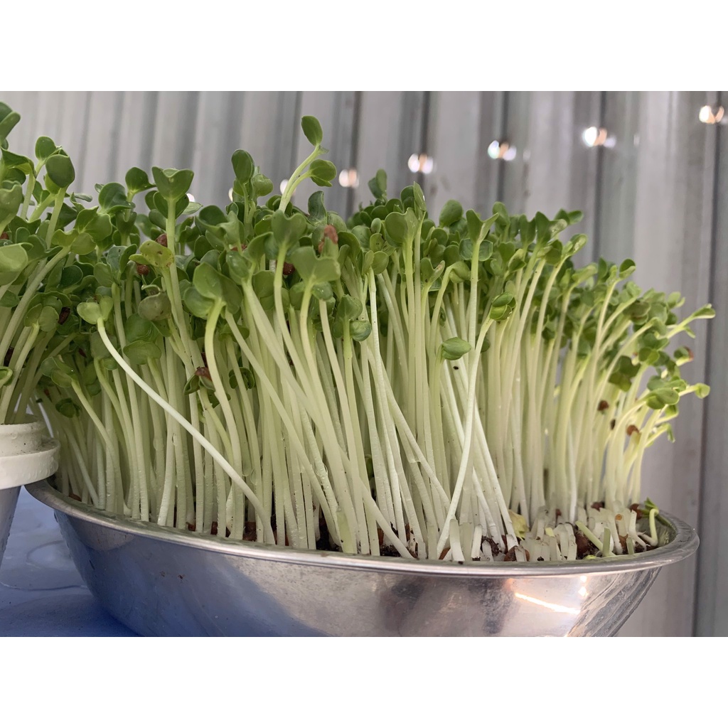 Hạt giống rau mầm củ cải trắng ngon giòn ngọt - rau củ quả trồng tại nhà 50gr RADO 01