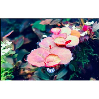 cây bèo rễ đỏ thủy sinh