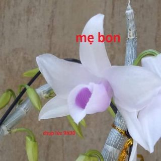 Cây giống hoa lan 5CT họng hồng