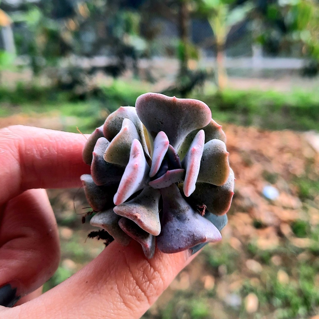 SEN ĐÁ CÚC TÍM size mini 💵 ĐÀ LẠT 🍄 HƯ 1 ĐỔI 1 ❄️ SIÊU CUTE