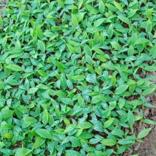 Cây chuối tiêu hồng giống