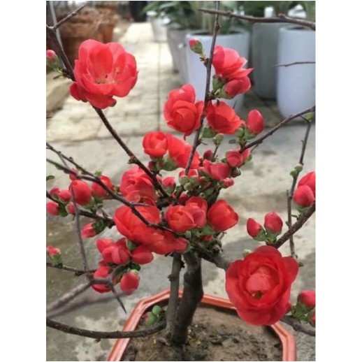 Cây hoa Mai đỏ bonsai Nhật Bản - giống siêu nụ cho hoa Tết Nguyên Đán