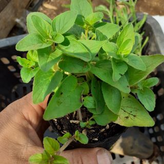 Kinh giới oregano