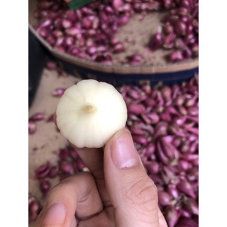Tỏi Cô đơn