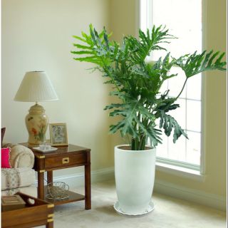 Cây Trầu Bà Thanh Xuân (cây thật)