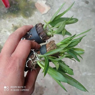 lan dendro yaya giống